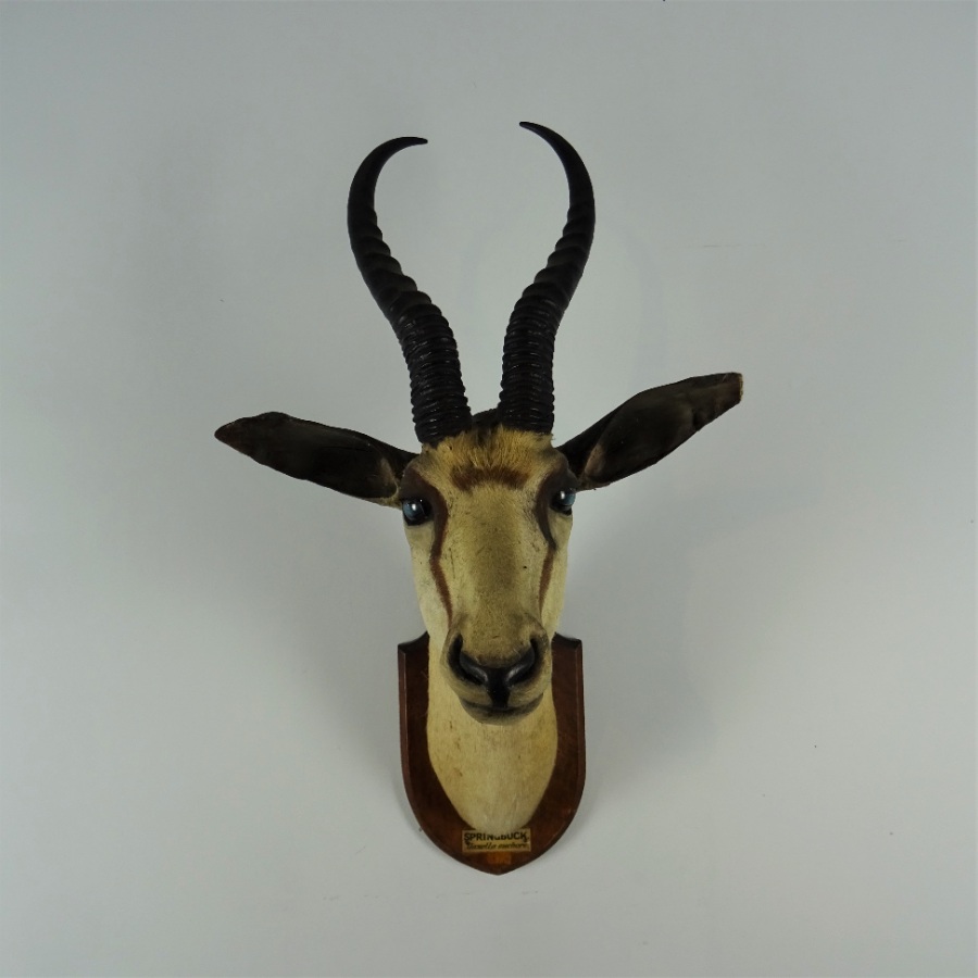 EDWARD GERRARD & SONS TAXIDERMY SPRINGBUCK TROPHY HEAD